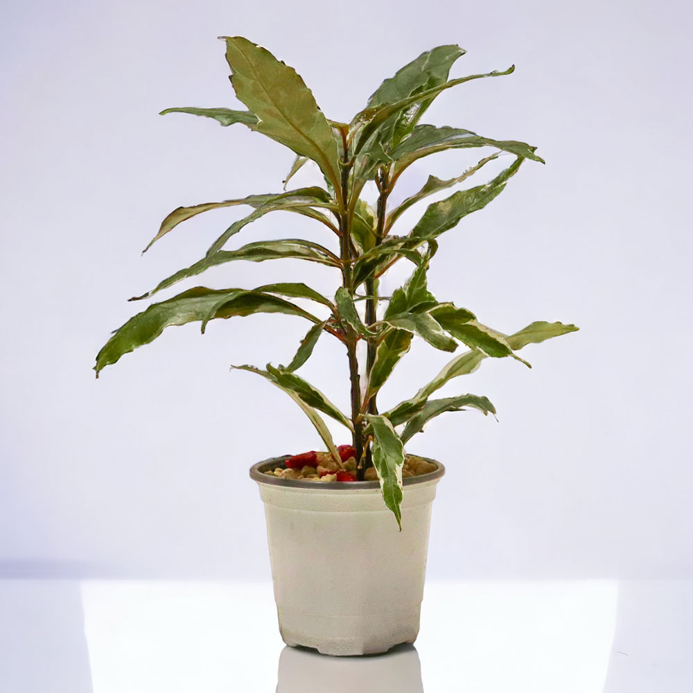 미미네아쿠아 희귀식물 키우기-저스트시아 바리에가타