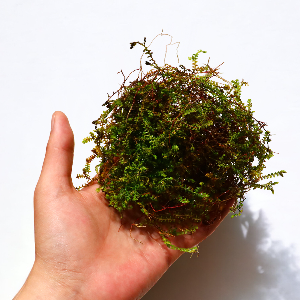 미미네아쿠아 테라리움 이끼식물 구실사리 (7×7cm)