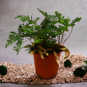 미미네가든 후마타 넉줄 고사리 1포트 - 공기정화식물