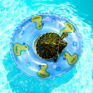 미미네아쿠아 거북이전용 튜브 (블루) 놀이터, 쉼터