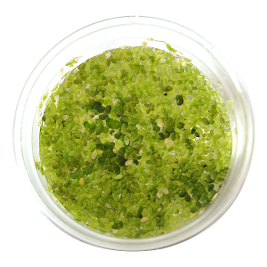 개구리밥 (종이컵 표면 용량 1컵) - 수생식물