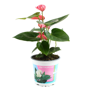 안시리움 핑크 1포트 - 공기정화식물 거실화분