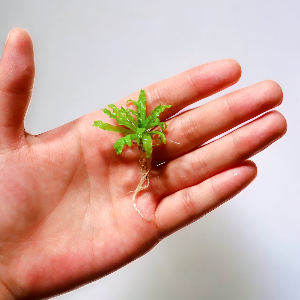 미미네아쿠아 쭈구리 헬프리 전경수초 1뿌리