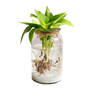 형광스킨답서스 수경재배 키우기 세트 공기정화식물