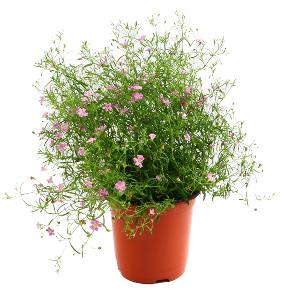 안개꽃 핑크 1포트 - 거실화분 공기정화식물