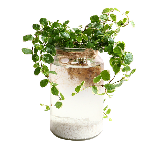푸미라 수경재배 키우기 세트 공기정화식물 천연가습