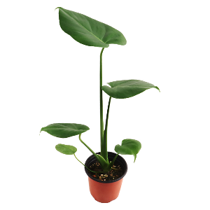 미미네가든 몬스테라 (소) 1포트 - 공기정화식물