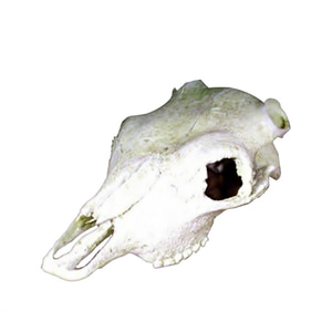 [묶음] 노모펫 버팔로 스컬 해골뼈장식품 NS-74 x 2개