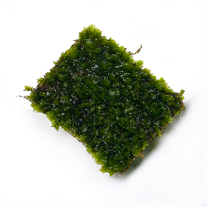 미미네아쿠아 대봉황모스 활착판 (8x9cm) 음성수초