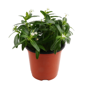 페어리스타 1포트 -  거실화분 공기정화식물 관엽식물