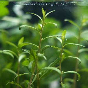 프로세피나카 3뿌리-(쉬운수초 수초키우기 예쁜수초)
