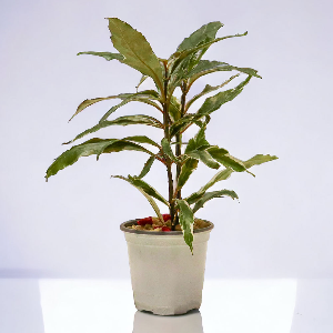 미미네아쿠아 희귀식물 키우기-저스트시아 바리에가타