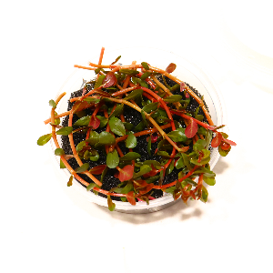 미미네아쿠아 로탈라 홍콩 중후경수초 1통
