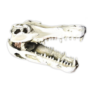 [묶음] 노모펫 악어해골 장식품- (파충류은신처 파충류스컬) x 3개