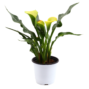 미미네가든 카라 (옐로우) 1포트 - 공기정화식물 화분