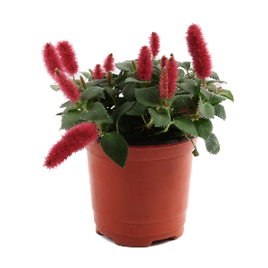 미미네가든 붉은 여우꼬리 1포트 - 공기정화식물 화분