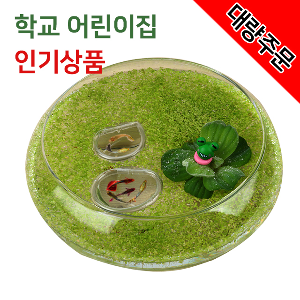 둥실둥실 뜨는 개구리밥 수생식물 키우기 관찰세트200