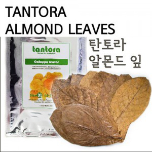 Tantora 탄토라 알몬드 잎 18~30cm