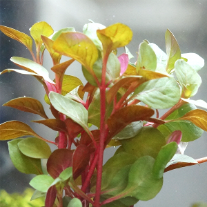 루드위지아 오발리스 4뿌리 - (쉬운수초 예쁜수초)
