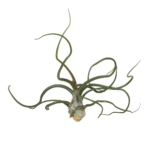 미미네가든 틸란드시아 볼보사 - 공기정화식물