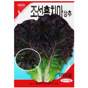 조선흑치마 상추 씨앗(1000립)-텃밭 쌈채소 키우기