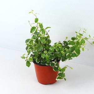 미미네가든 푸미라 1포트 - 수경재배 공기정화식물