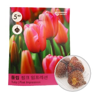 미미네아쿠아 튤립 핑크 임프레션 구근 5개입