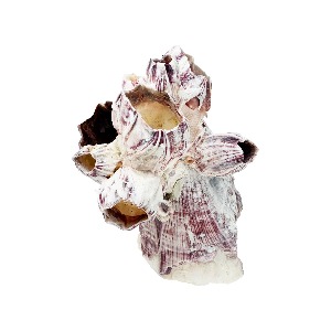 천연 따개비 중 (9~12cm 전후) 조개껍질 어항꾸미기