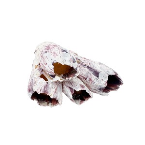 천연 따개비 소 (7~9cm 전후) 조개껍질 어항꾸미기