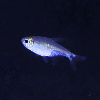 미미네아쿠아 물고기 키티 테트라 5마리 - 하스타투스 테트라