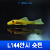 미미네아쿠아 물고기 L144안시 숏핀 (3cm ~ 5cm미만)