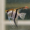 미미네아쿠아 물고기 제브라엔젤 3마리