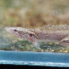 미미네아쿠아 물고기 폴립테루스 데르헤지 (5cm 전후)