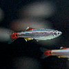 미미네아쿠아 물고기 백운산 10마리