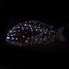 미미네아쿠아 물고기 트로페우스 드보이시 1마리 (2.5cm 전후)