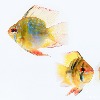 미미네아쿠아 물고기 벌룬 저먼 블루 팜 라미네지 1마리
