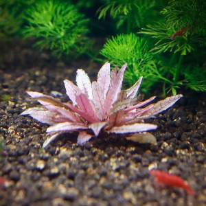 미미네아쿠아 물속수초 크립토코리네 웬드티 핑크 1뿌리